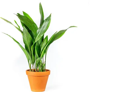 Obrázok produktu pre Gardners Aspidistra Elatior, priemer 13-14 cm