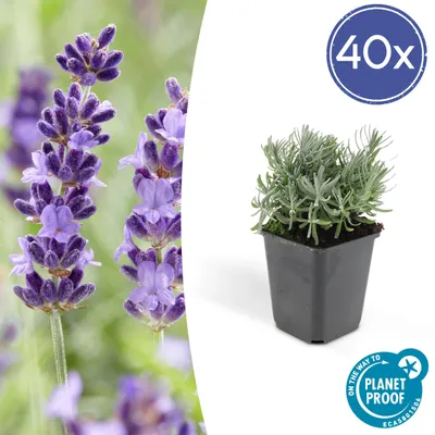 Zdjęcie produktu dla Lavandula 'Hidcote' | 6 sztuk - 10-25cm - Ø9cm - Roślina ogrodowa - Wielozadaniowość