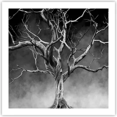 Produktbild von Poster - Poster ohne Rahmen - Schwarzweiß Äste Rauch - 60x60 cm - Wand Bild - Wanddeko - Wandbilder - Kunstposter - Wandposter - Bilder - Kunstdruck - Wanddekoration - Wandbild - P2XAC60x60-4346