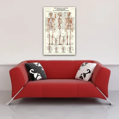 Produktbild von Educational Bildung Skeletal System Skelet des Menschen Poster Grösse 68x98cm