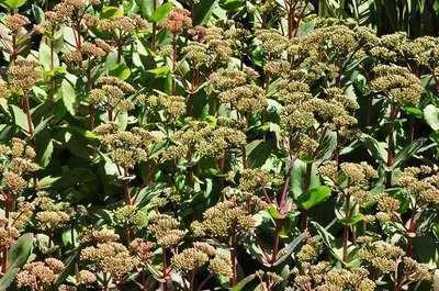 Produktbild von 6 x  Sedum hybr. 'Matrona' - Fettblatt - Topf 9 x 9 cm