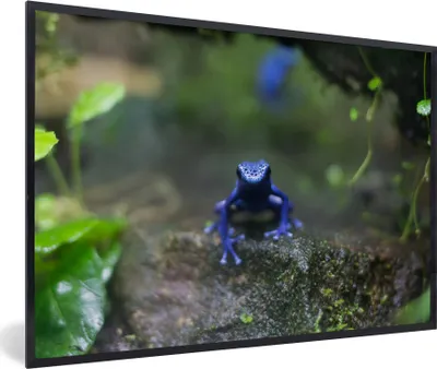 Produktbild von MuchoWow® MuchoWow® Gerahmtes Poster Blauer Frosch im Dschungel 90x60 cm - Poster mit zchwarzem Bilderrahmen - Fotorahmen - Foto-Plakat