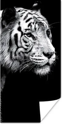 Produktbild von MuchoWow® Poster Studioaufnahme eines weißen Tigers auf schwarzem Hintergrund 60x120 cm - Wandschmuck