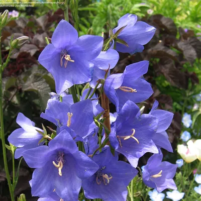 Image de 6 x Campanule persilifolia 'Telham Beauty' | Pot de 9 cm x 9 cm