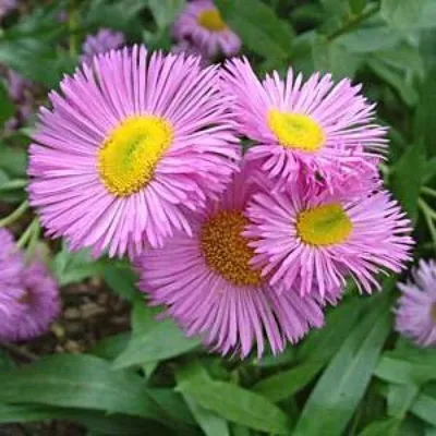Image de 6 x jet fin - Erigeron « Rosa Jewel » | Pot 9 cm x 9 cm