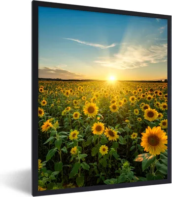 Produktbild von MuchoWow® Gerahmtes Poster Sonnenuntergang - Blumen - Sonnenblume - Horizont - Landschaft 60x80 cm - Poster mit Schwarzem Bilderrahmen Wandposter Rahmen Foto Bilder - Premium - Wanddeko Wohnzimmer