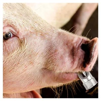 Produktbild von Trinknippel für Schweine 10 Stück aus dickwandigem Edelstahl mit automatischer Wasserversorgung und spritzsicherem Auslauf
