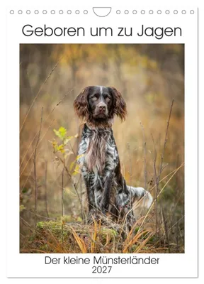 Produktbild von Kalender 2027 · Britische Version · Geboren zur Jagd: Der Kleine Münsterländer (Wandkalender 2027 8" × 12" Hochformat), CALVENDO 12-Monats-Wandkalender