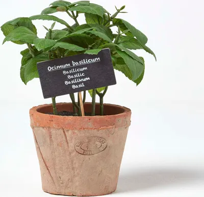 Obrázek produktu pro HOMESCAPES Umělá bazalka v květináči