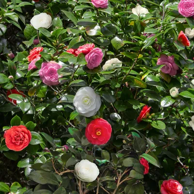 Produktbild von Kamelie Camellia japonica Tricolour – Strauch – Winterhart – Blüte Rosa, Weiß & Rot – 3 Pflanzen – Immergrün – 15 cm Höhe 30 cm