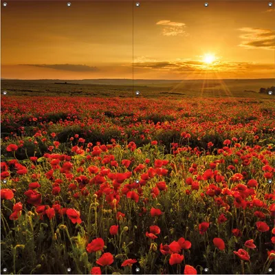 Produktbild von Wallario Outdoor-Poster für Garten oder Balkon, Motiv Mohnblumenwiese bei Sonnenuntergang am Abend, in ca. 180 x 180 cm
