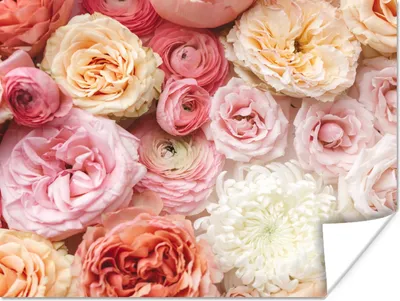Produktbild von MuchoWow® Poster Blumen - Rosen - Rosa 120x90 cm - Wandbild