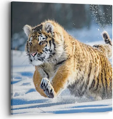 Produktbild von Bild auf Leinwand - Leinwandbild - tiger tier - 40x40cm - Wand Bild - Wanddeko - Wandbilder - Leinwanddruck - Bilder - Kunstdruck - Wanddekoration - Leinwand bilder - Wandkunst - AC40x40-3928