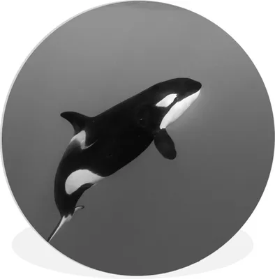 Produktbild von MuchoWow® Rundes Wandbild - Runde Bilder Orca - Wasser - Tiere Ø 90 cm Kreis Wanddekoration Kunststoff - Wandkreis - Wandschmuck - Wand-Kreis - Wohnzimmer - Bild - Runde - Wanddeko - Dibond - Kunstdrucke