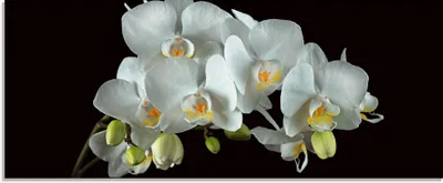 Produktbild von ARTland Glasbild Weiße Orchidee auf schwarzem Hintergrund Größe: 125x50 cm
