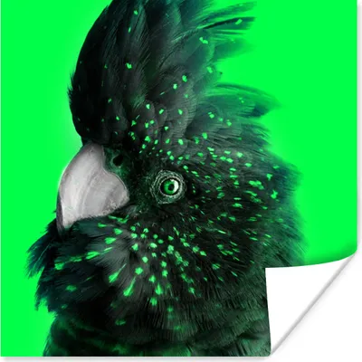 Produktbild von MuchoWow® Poster Kakadu - Grün - Schwarz 50x50 cm - Wohnzimmerdekoration