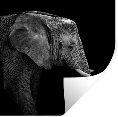 Produktbild von MuchoWow® Wandtattoo Wandsticker Wandaufkleber Elefant - Schwarz und weiß - Porträt - Tiere 50x50 cm Selbstklebend und Repositionierbar - Selbstklebend - Fototapeten