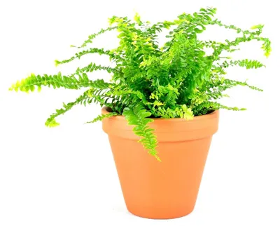 Obrázok produktu pre Gardners Nephrolepis exaltata, priemer 12-14 cm