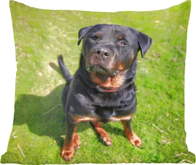 Produktbild von MuchoWow® Zierkissen Sofakissen Wohnzimmer Dekokissen 45x45 cm Rottweiler schaut seinen Besitzer an - Schlafpolster - Polster für das Sofa