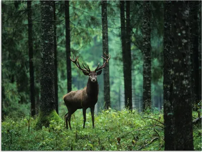 Produktbild von MuchoWow® Poster Hirsche - Wald - Bäume - Tiere - Natur 120x90 cm - Wandbild