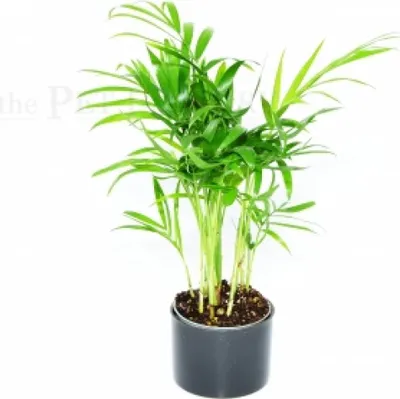 Produktbild von Chamaedorea elegans
