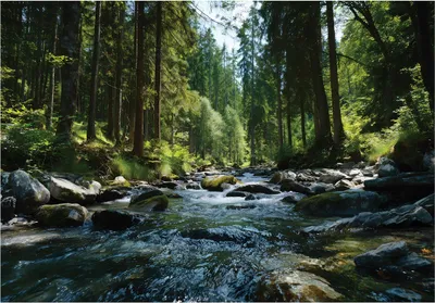 Produktbild von Fototapete Wald Fluss Natur - 350x250 cm - Vliestapete Wohnzimmer Schlafzimmer - Vlies Fototapete Grün - 16347VX7