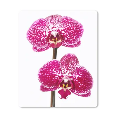 Produktbild von MuchoWow® Mauspad Mousepad Orchidee rosa 30x40 cm - Mousepads - Maus Mat - Pad - Mausunterlage - Mausmatten