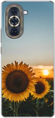 Produktbild von König Design Hülle kompatibel mit Huawei nova 10 Kunststoff Soft Handyhülle - Handy Case Sonnenblumen