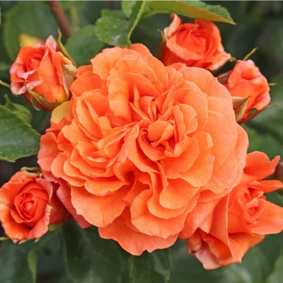 Produktbild von Rosa  - Kordes Beetrose - Rosa 'Orangerie'®
