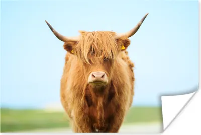 Produktbild von MuchoWow® Poster Schottisches Hochlandrind - Haare - Gras 30x20 cm - Plakate - Print