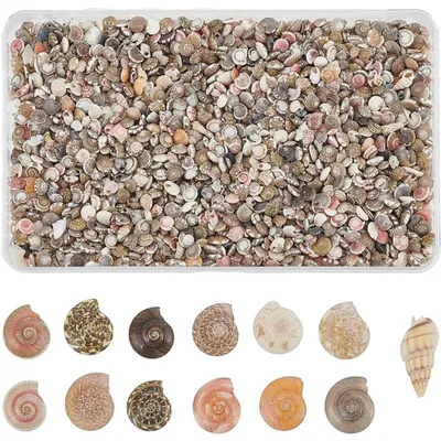 Mini-Muscheln 200 g, 3–7 mm, gemischt, ohne Loch, zum Basteln und Dekorieren