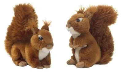 Image de WWF Écureuil