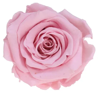 Produktbild von Infinity Rose L Ø5cm konserviert stabilisiert haltbar Rosenkopf ewige Rosenblüte 1 St. Rosa (pin04)