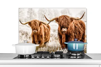 Obrázok produktu pre MuchoWow® Splashback Kuchyňa - Kuchynský backsplash - Ochrana steny pre sporák a drez Škótsky horal - Krava - Zvieratá 80x55cm Alu-Dibond (alternatíva