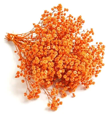 Getrocknete Gipskrautblüten, orange, 1 Bund