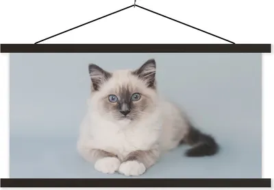 Produktbild von MuchoWow® Textilposter Katze - Ragdoll Katze - Blau - Mädchen - Kinder - Jungen - Kind 60x30 cm mit schwarzem Rahmen - Textilien