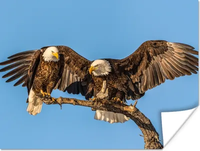 Produktbild von MuchoWow® Poster Vogel - Äste - Adler - Raubvögel - Luft 120x90 cm - Wandbild
