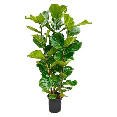 Produktbild von Everyplants Ficus Lyrata Strauch - 160 cm, Ø 30 cm