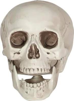 Image de Squelette Crâne Décoration Halloween Teschio Effroi Motif de crâne Décoration Mystique Art antique Halloween Thème de l'épouvante, Couleur : Beige