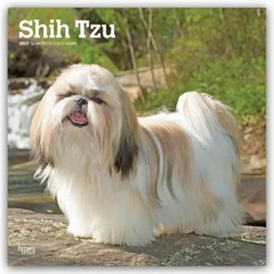 Produktbild von Shih Tzu 2027 - 16-Monatskalender