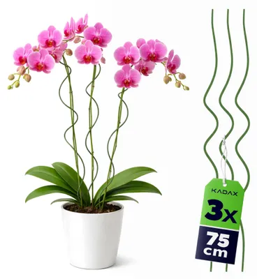 Productafbeelding van KADAX Spiraalstaven, 75 cm x 3 mm, set van 3, klimondersteuningen van metaal met kunststof coating, spiraalvormige klimhulp voor bloemen, vaste planten en hoge planten, bloemsteunen