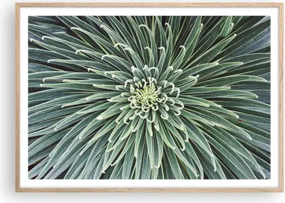 Produktbild von Gerahmtes Poster - Rahmen in heller Eiche - Agave Grün Pflanze - 100x70 cm - Wand Bild - Wanddeko - Wandbilder - Kunstposter - Wandposter - Bilderrahmen - Bilder - Kunstdruck - P2NAA100x70-4905