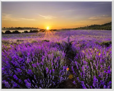 Produktbild von Wallario Wandbild Sonnenuntergang über dem Lavendel, Größe: 40,30 x 50,30 cm, Poster mit weißem Aluminiumrahmen