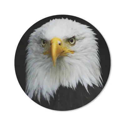 Produktbild von MuchoWow® Mauspad Mousepad Adler - Schwarz - Weiß 20x20 cm - Mousepads - Maus Mat - Pad - Mausunterlage - Schreibtischmatte