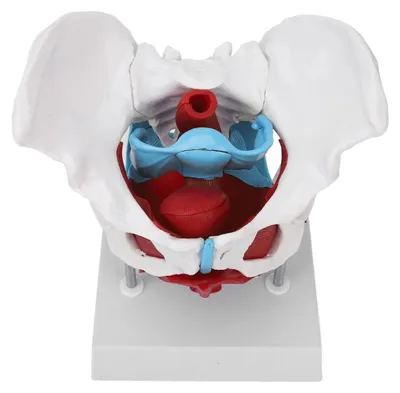 Obrázok produktu pre Odnímateľný model panvového dna - Ženská panva - Anatomický model - Vzdelávanie