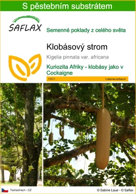 Obrázek produktu pro SAFLAX - klobásový strom - Kigelia pinnata var. africana - 10 Semena - S pěstebním substrátem bez klíčků