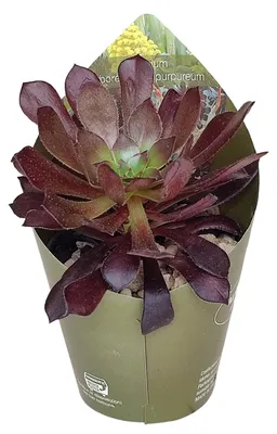 Zdjęcie produktu dla Aeonium arboreum atropurpureum – sukulent w rozetce – rzadkość – doniczka 6,5 cm – wysokość 15 cm