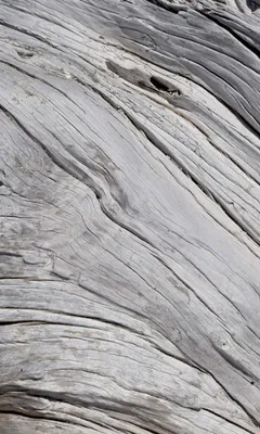 Obrázek produktu pro Fototapeta - Textura stromu 150x250cm - netkaná tapeta