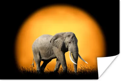 Produktbild von MuchoWow® Poster Elefant - Sonne - Gras 180x120 cm - Fotoplakat