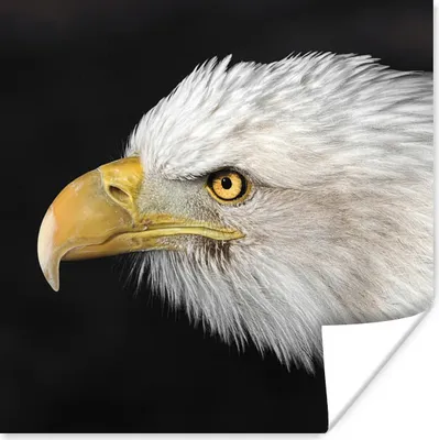 Produktbild von MuchoWow® Poster Adler - Weiß - Gelb 50x50 cm - Wohnzimmerdekoration